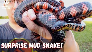 Central Florida Herping! Mud Snake, Scarlet Kingsnake, and more!