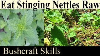 How To Eat Raw Stinging Nettles - Bushcraft Foraging Skills For Survival And Prepping