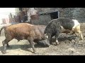 бежта бои быков, бежта Дагестан.