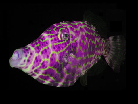 Video: Er scrawled filefish god at spise?
