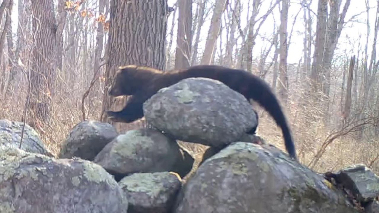 Fisher Cat in North Kingstown Rhode Island YouTube