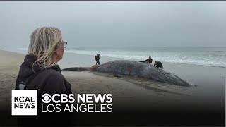 Toxic algae bloom continues to kill wildlife