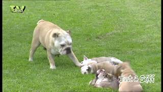 CameraTalk: Bulldog Puppy Vibes