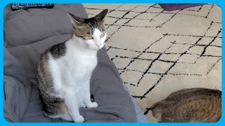 兄猫は弟猫の行儀の悪さにご立腹です - The older cat is angry at the younger cat's bad behavior