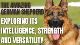 Discover the Excellence of German Shepherds by Pets Pine 173 views 5 months ago 2 minutes, 21 seconds