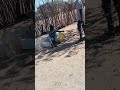 kijana wa kuhusa vibuyu ya maji na dumu mtaani