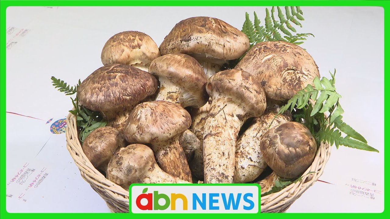 Matsutake mushrooms, the 