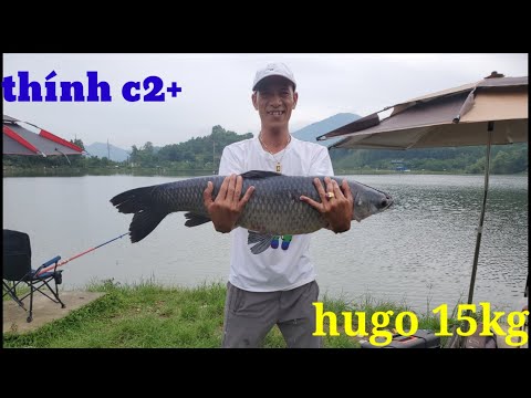 Câu Lục. Giật Như Ma Làm. Và Cái Kết. Hugo. 15Kg