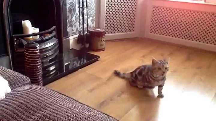Video 728851: silver tabby british, silver tabby kitten, tabby kitten playing, british hair, lovely british, kitten playing fetch, kitten learning