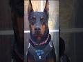 DOBERMAN: O GUARDA-COSTAS PERFEITO 🛡️ #shorts