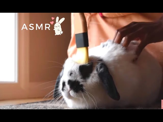 ASMR Put you sleep with GABY Scratching, rabbit eating crunchy vegetables
