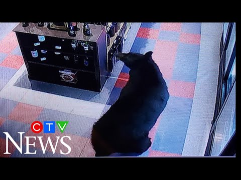 Caught on cam: Black bear goes on beer run in B.C.