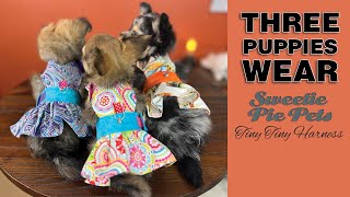 Three Fluffy Puppies try on Tiny Tiny Harnesses