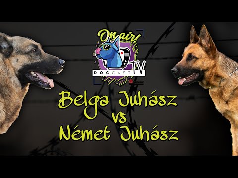 Videó: Melyik kutya jobb a belga malinois vagy a német juhász?