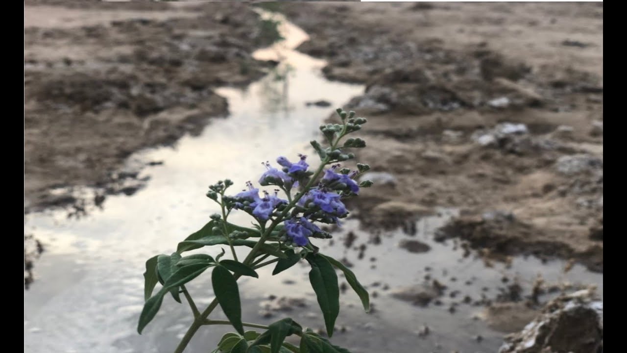 بعد مرور شهر من سقي الاشجار .... ظهر لنا أسد ال.... مفاجئة 😱😱🐜