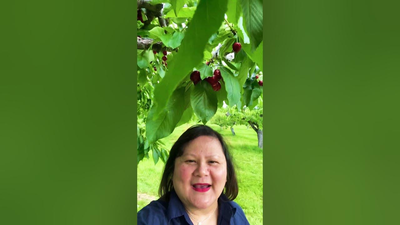 Cherry 🍒 Picking Kelowna BC YouTube
