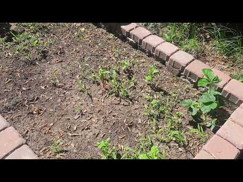 Gardening update: View of morning Sun and Potato is good now
