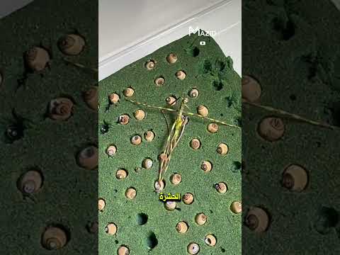 هل تصد ق هذه ليست بذرة بل كائن حي