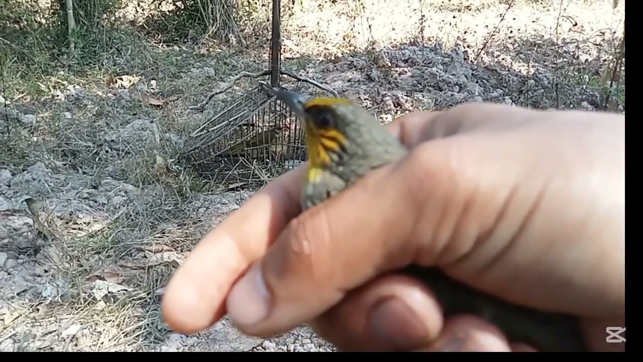 ແຕ້ມທີ່ສອງນົກແອບຕໍ່//แต้มที่สองของนกหัดต่อ