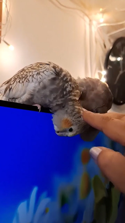 Sorry Mom, Your Meeting Can Wait... Scratchies First 😘🕊🕊 #birds #cockatiel #shorts #trending