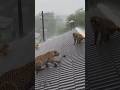 ROOF BATTLE.🐆Leopard vs.🐒Monkey in the Rain🐈☔️屋根バトル🐆ヒョウvs🐒サル、雨の中の激闘🐈☔️지붕 배틀🐆표범vs.🐒원숭이,빗속의 극한 대결🐈☔️