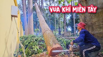 Vua Khỉ vượt 196km để cưa hạ gốc 7 cây Dầu Khủng.