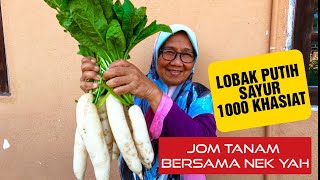 LOBAK PUTIH 1000 KHASIAT, MARI TANAM BERSAMA NEK YAH
