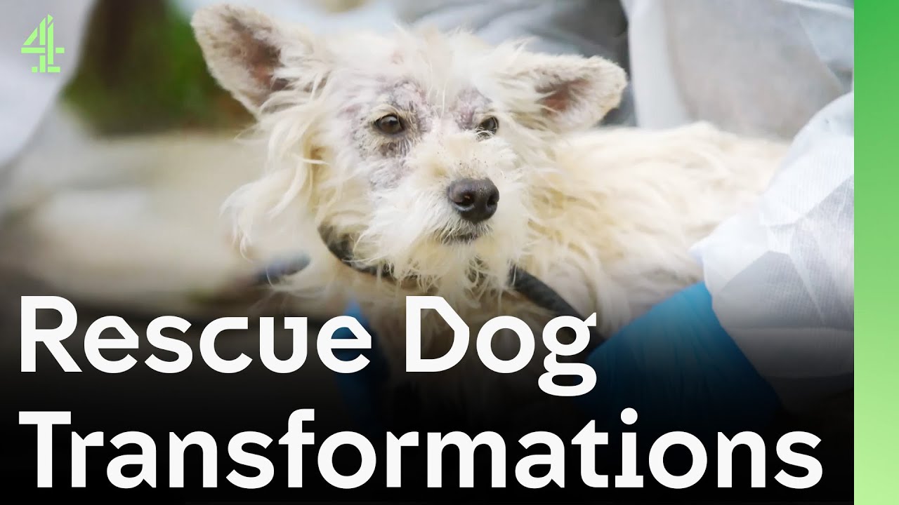 Самые удивительные преображения спасенных собак | Собачий дом 🐶