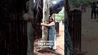 Hug a tree if you are feeling sad or down and see your spirts lift up