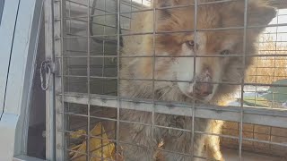 Worn Out Sled Dogs With Injured Paws Are Sent To Meat Truck As They Can’T “Make Money” Anymore! by Animal Rescue Center-LiuLi 682 views 2 months ago 4 minutes, 58 seconds