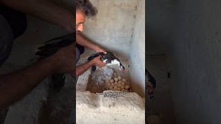 This duck has sat on the eggs #duckhatching #minizoo #rehmanchvlogs #foryou #petsvlogs
