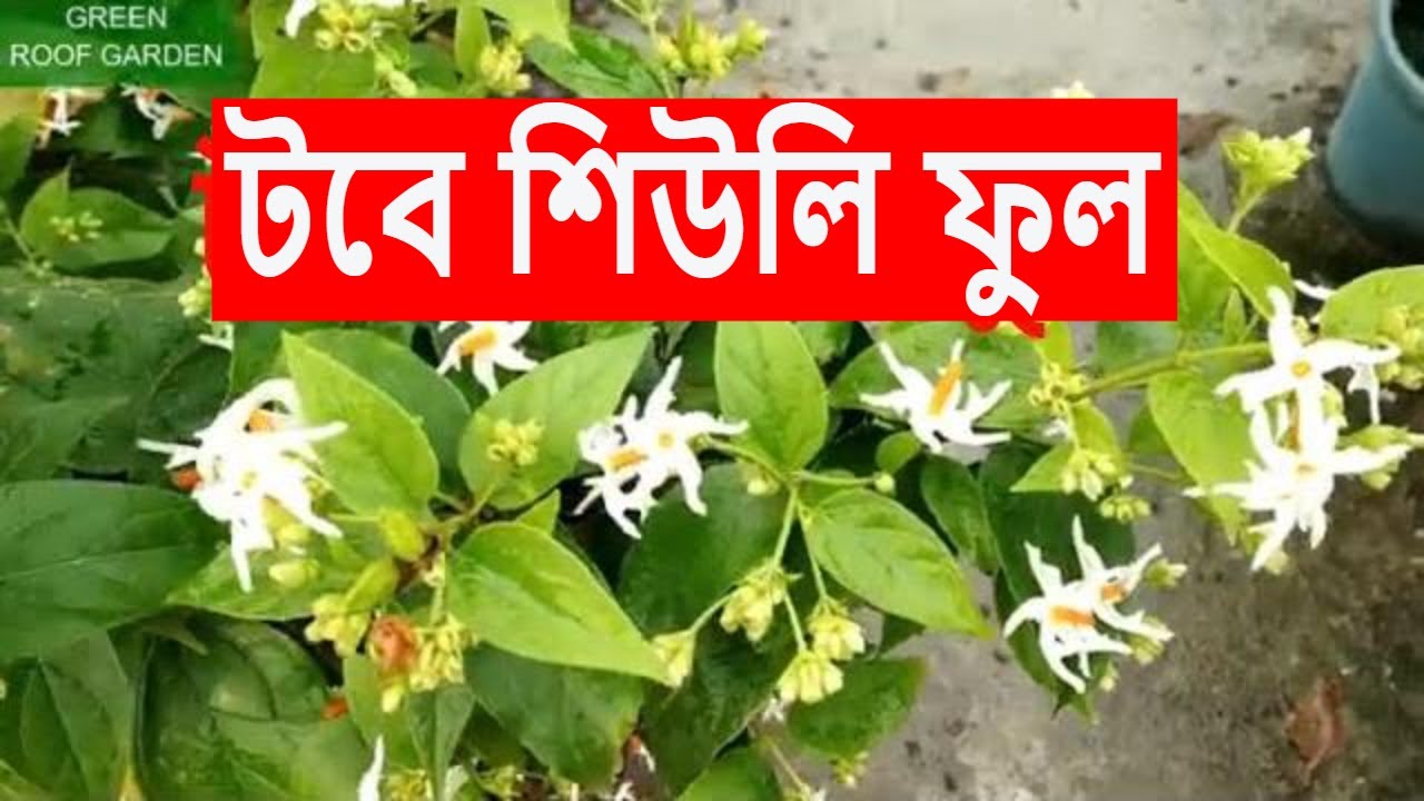 শিউলি ফুল চাষ (Sheuly Flower in Pot) Bangla YouTube
