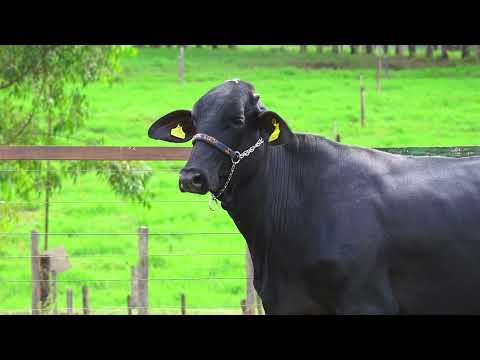 LOTE 198   BEBEL FIV PEARCE SANTA LUZIA   3649CP