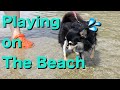 Chihuahua, The First Playing on The Beach/チワワ、初めての海遊び