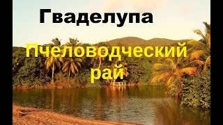 Пчеловодство Гваделупы. Мед от 6 до 19 евро за 250 грамм и местные красоты.