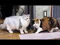 生まれて初めてママ猫と一緒に過ごした子猫の行動が可愛すぎる！