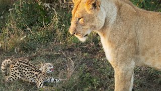 Serval Kitten vs Lion