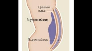 Висцеральный Жир Висцеральный Жир