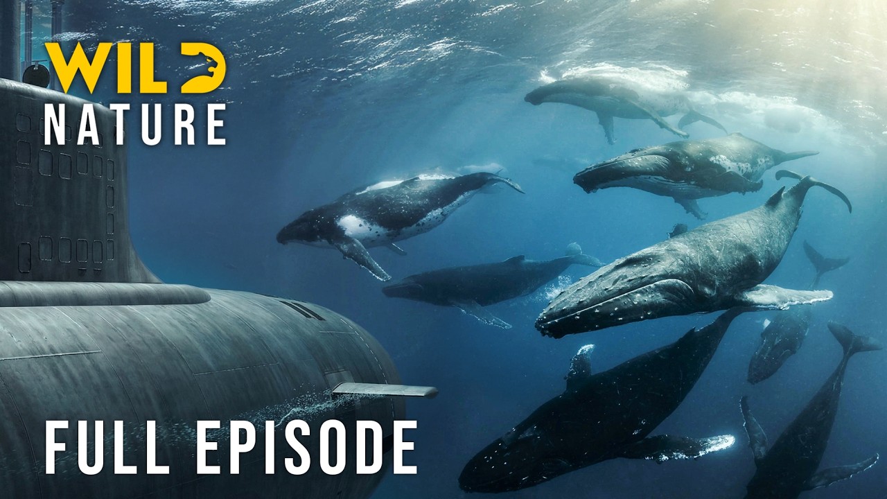 ⁣The Strait of Hormuz: A Survival War in the Killing Zone (Full Episode) | Nature animal documentary