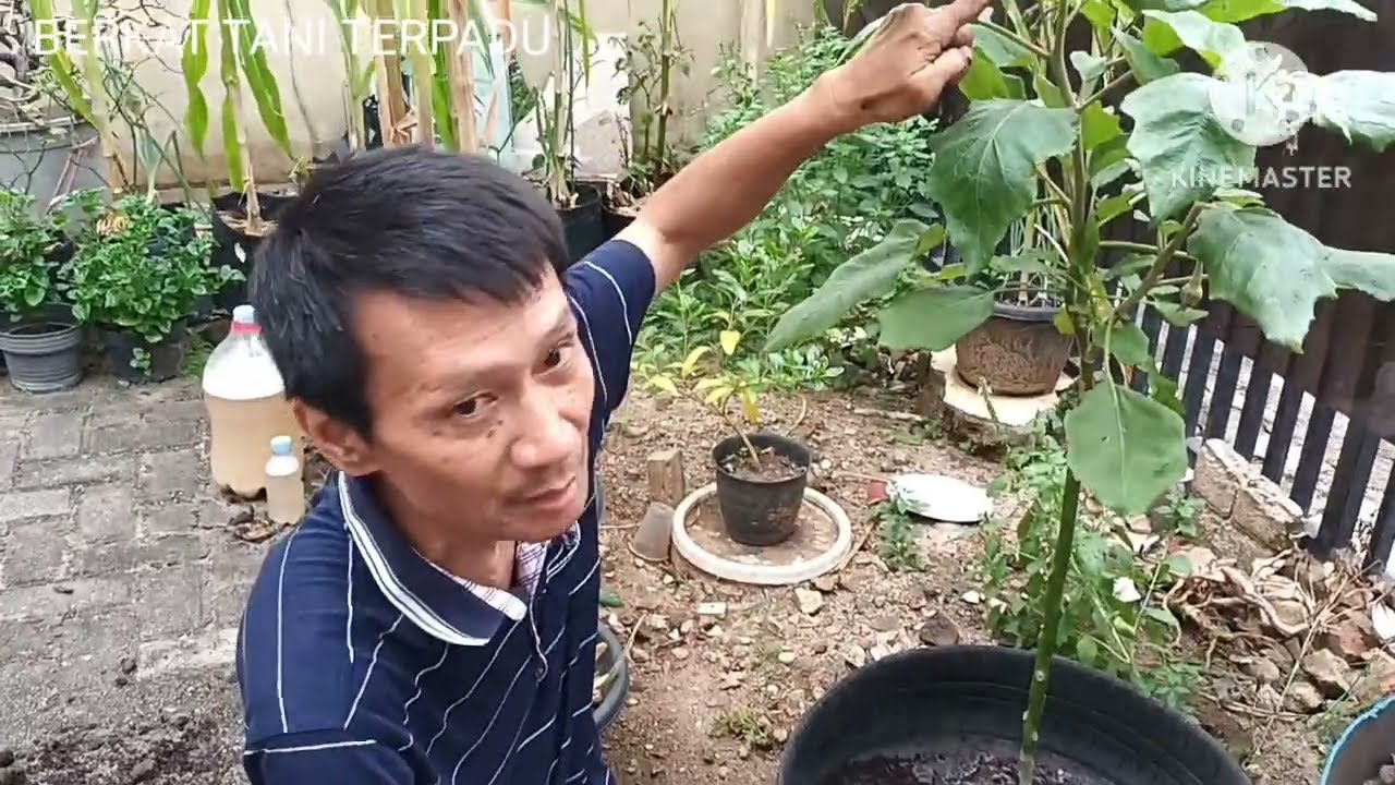 Panen perdana sambung pucuk terong-pokak