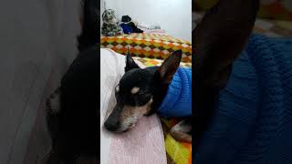 Spillone sonnecchia sul letto con.me
