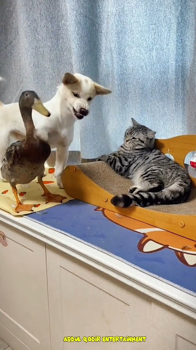 Download lagu Suara Bebek Lucu Dan Unik Part 3 II suara Bebek Marah #shorts #viral #bebeklucu