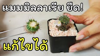แคคตัสแมมิลลาเรียยืด แก้ไขได้ง่ายๆ แบบนี้