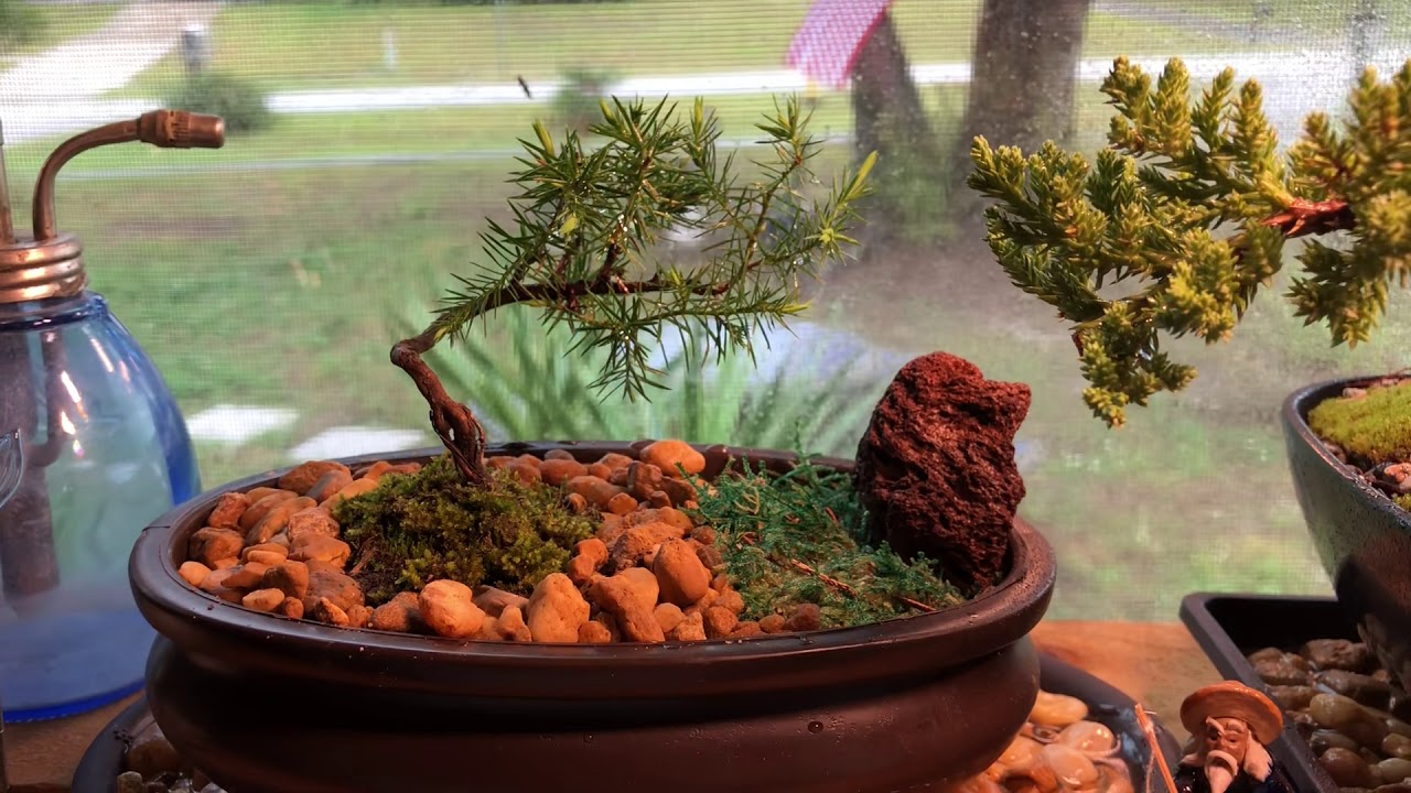 Bonsai Zenning out - YouTube
