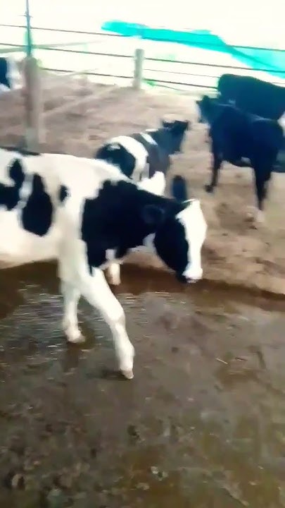 calf-lover-punjabi-punjabi-youtube