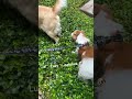 My dogs love to walk 🦮🐶#puppy #doglove#lucypatches