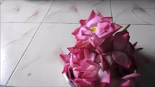 Lotus flower garland | Thamarai poo malai | For Friday Lakshmi | Saraswathi | Pooja