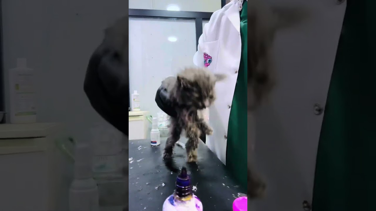 معلومات عن فايروس كاليسي القطط🐈