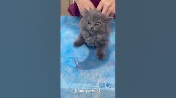 Cats are afraid of vaccinations and the last one breaks my heart #cats  #funnycats #fyp #foryou #pet