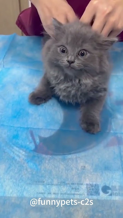 Cats are afraid of vaccinations and the last one breaks my heart #cats  #funnycats #fyp #foryou #pet